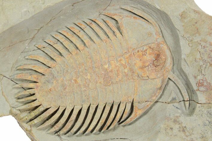 New, Undescribed Cheirurid Trilobite - Fezouata Formation #356943